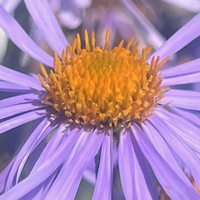 Aster tongolensis 'Wartburgstern'